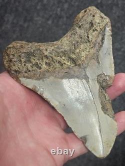 5 100% Authentic Fossil Megalodon Shark Tooth Teeth FREE $20 STAND