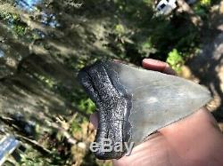 5.111 inch Thick Megalodon Shark Tooth Morgan River No Repair