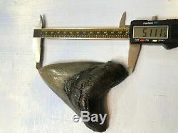 5.111 inch Thick Megalodon Shark Tooth Morgan River No Repair