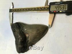 5.111 inch Thick Megalodon Shark Tooth Morgan River No Repair