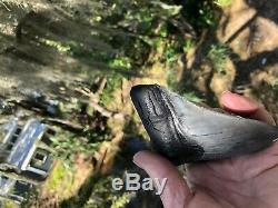 5.111 inch Thick Megalodon Shark Tooth Morgan River No Repair