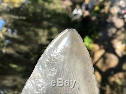 5.111 inch Thick Megalodon Shark Tooth Morgan River No Repair