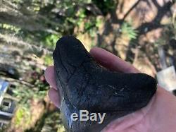 5.111 inch Thick Megalodon Shark Tooth Morgan River No Repair