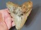5.11 Colorful Megalodon Fossil Shark Tooth No Restoration Florida Ocean