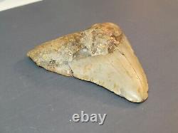 5.11 Colorful Megalodon Fossil Shark Tooth No Restoration Florida Ocean