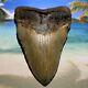 5.11 Megalodon Shark Tooth-no Restoration Or Repair- North Carolina Fossil