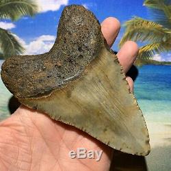 5.11 Megalodon Shark Tooth-No Restoration or Repair- North Carolina Fossil