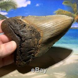 5.11 Megalodon Shark Tooth-No Restoration or Repair- North Carolina Fossil