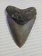 5.11 Museum Grade Megalodon Tooth! Rare Prestine Fossil 10/10