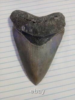 5.11 Museum Grade Megalodon tooth! Rare prestine fossil 10/10