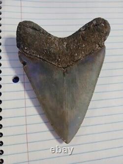 5.11 Museum Grade Megalodon tooth! Rare prestine fossil 10/10