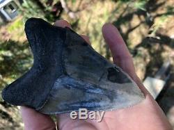 5.11 inch Megalodon Shark Tooth Georgia St. Catherine Sound No Repair