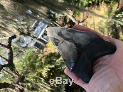 5.11 inch Megalodon Shark Tooth Georgia St. Catherine Sound No Repair