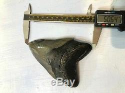 5.11 inch Megalodon Shark Tooth Georgia St. Catherine Sound No Repair