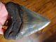 5.12 Inch Georgia Megalodon Shark Tooth Teeth Jaw Fossil Mako Great White Hd11