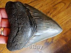5.12 inch Georgia Megalodon shark tooth teeth jaw fossil mako great white HD11