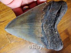 5.12 inch Georgia Megalodon shark tooth teeth jaw fossil mako great white HD11