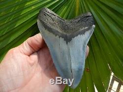 5 13/16 Megalodon Tooth St Catherine Sound Ga Serration Shark Color NO REPAIR