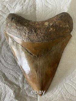 5.14 Large Megalodon Shark Tooth Fossil Shark Teeth Indonesian