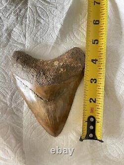 5.14 Large Megalodon Shark Tooth Fossil Shark Teeth Indonesian