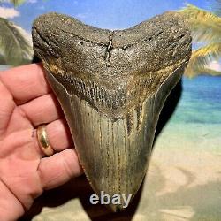 5.14 Megalodon Fossil Shark Tooth Huge Fossil No Restoration or Repair
