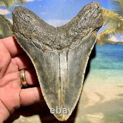 5.14 Megalodon Fossil Shark Tooth Huge Fossil No Restoration or Repair