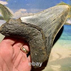 5.14 Megalodon Fossil Shark Tooth Huge Fossil No Restoration or Repair