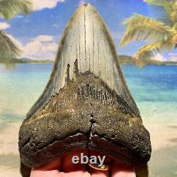 5.14 Megalodon Fossil Shark Tooth Huge Fossil No Restoration or Repair