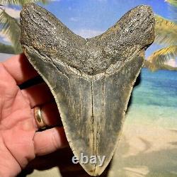 5.14 Megalodon Fossil Shark Tooth Huge Fossil No Restoration or Repair