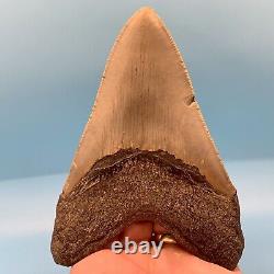 5.14 Megalodon Shark Tooth Huge Serrated Fossil No Restoration or Repair