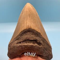 5.14 Megalodon Shark Tooth Huge Serrated Fossil No Restoration or Repair