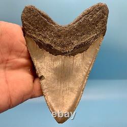 5.14 Megalodon Shark Tooth Huge Serrated Fossil No Restoration or Repair