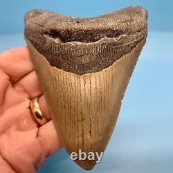 5.14 Megalodon Shark Tooth Huge Serrated Fossil No Restoration or Repair