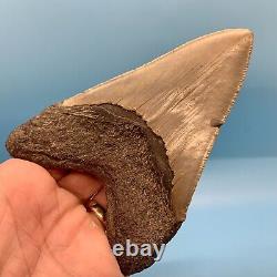 5.14 Megalodon Shark Tooth Huge Serrated Fossil No Restoration or Repair