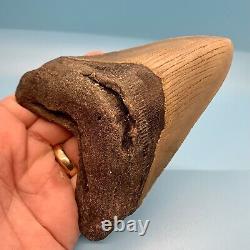 5.14 Megalodon Shark Tooth Huge Serrated Fossil No Restoration or Repair