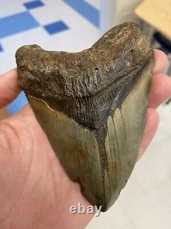5.15 Fossil Megalodon Shark Tooth. Prehistoric Ocean Teeth Authentic No Repair