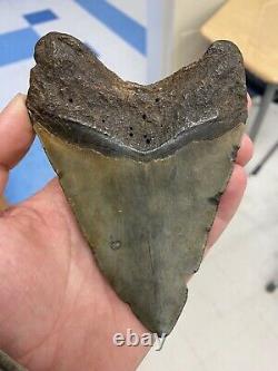 5.15 Fossil Megalodon Shark Tooth. Prehistoric Ocean Teeth Authentic No Repair