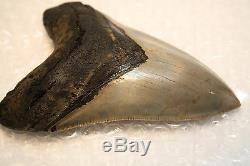 5.15 Large Megalodon Shark Tooth Fossil