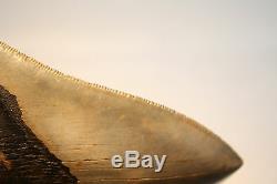 5.15 Large Megalodon Shark Tooth Fossil