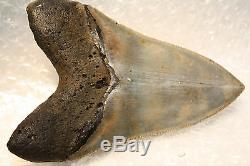 5.15 Large Megalodon Shark Tooth Fossil