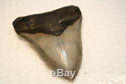 5.15 Large Megalodon Shark Tooth Fossil