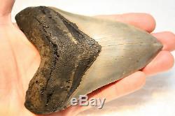 5.15 Large Megalodon Shark Tooth Fossil