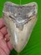 5.15 Megalodon Shark Tooth Real Fossil Sharks Teeth No Restorations