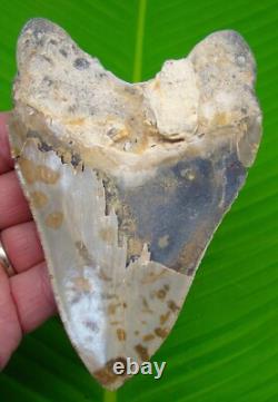 5.15 MEGALODON SHARK TOOTH REAL FOSSIL Sharks Teeth NO RESTORATIONS