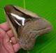 5.15 Megalodon Tooth Real Megalodon Real Fossil With Display Stand No Resto