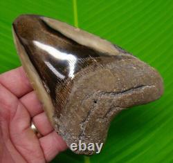 5.15 MEGALODON TOOTH Real Megalodon Real Fossil with DISPLAY STAND NO Resto