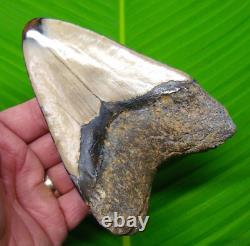 5.15 MEGALODON TOOTH Real Megalodon Real Fossil with DISPLAY STAND NO Resto