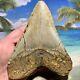 5.15 Megalodon Shark Tooth Giant Size-all Natural No Restoration Or Repair
