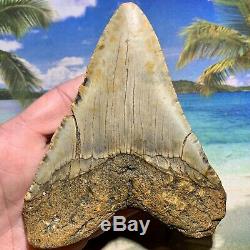 5.15 Megalodon Shark Tooth Giant Size-All Natural No Restoration or Repair