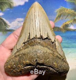 5.15 Megalodon Shark Tooth Giant Size-All Natural No Restoration or Repair